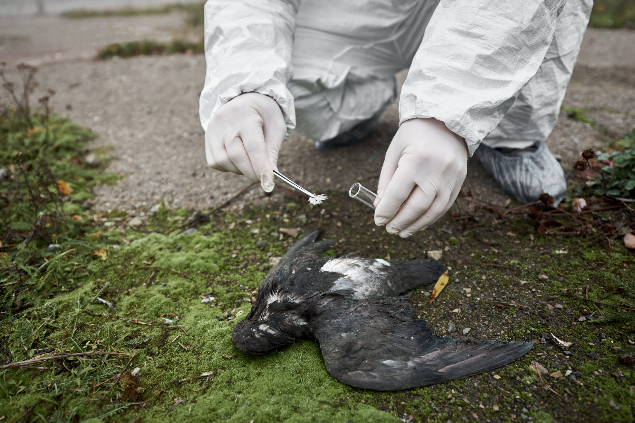 Forensic wild life examination