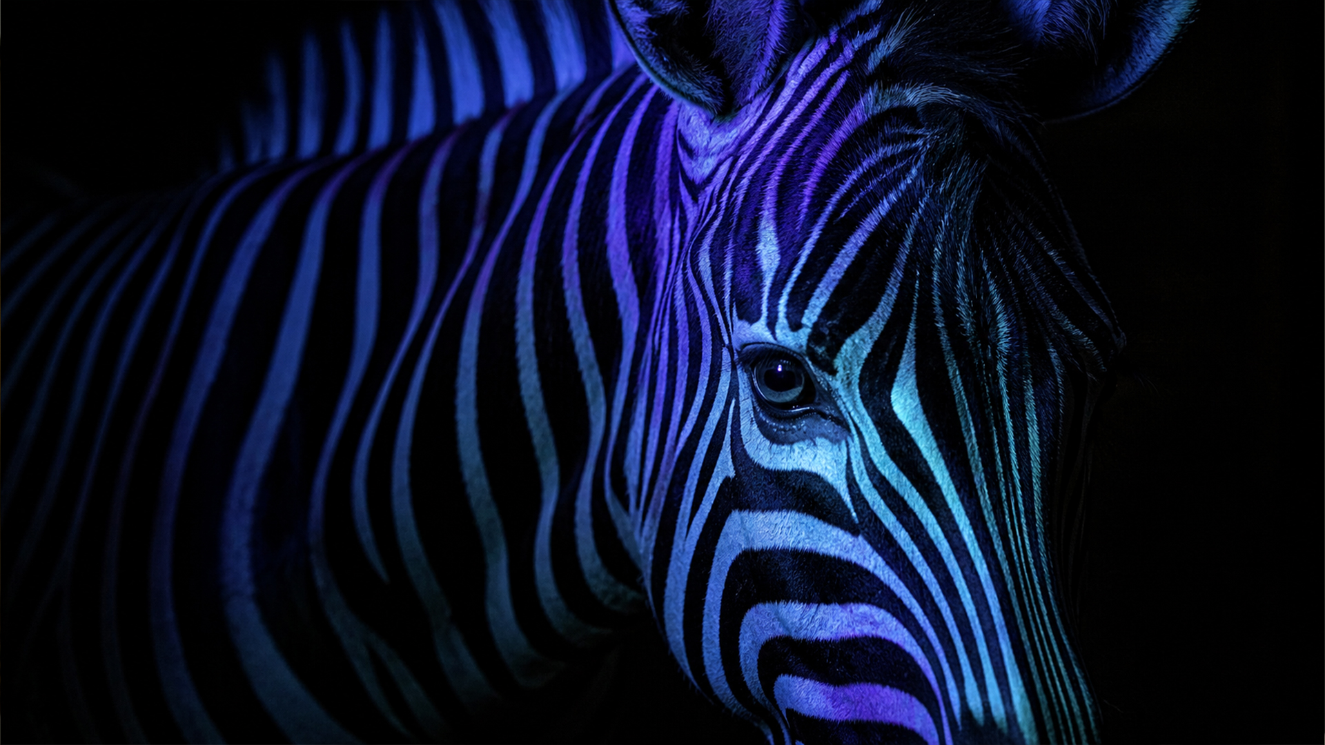 Reflections on zebra skin