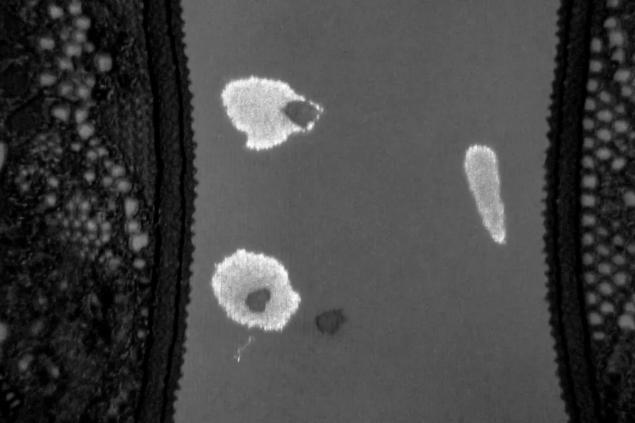 blood + semen evidence revealing combination with superspectral core