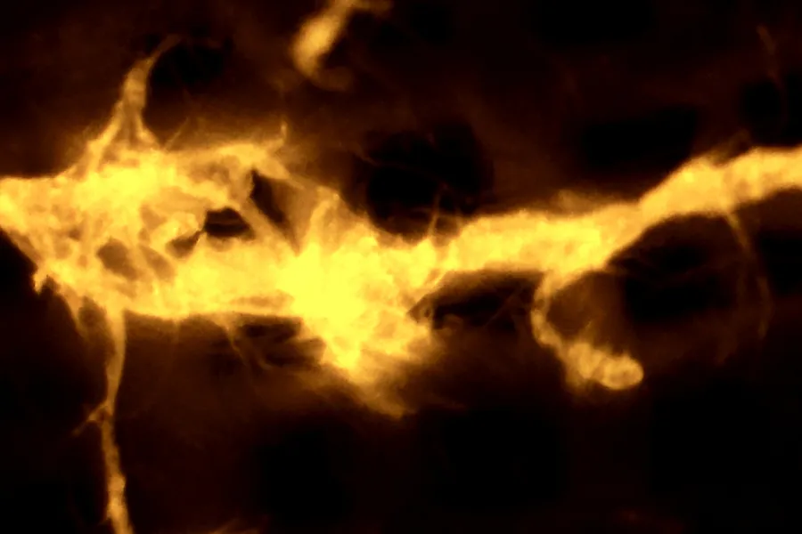 Close-up forensic image showing the illuminated pattern of a semen stain detected on dark fabric.