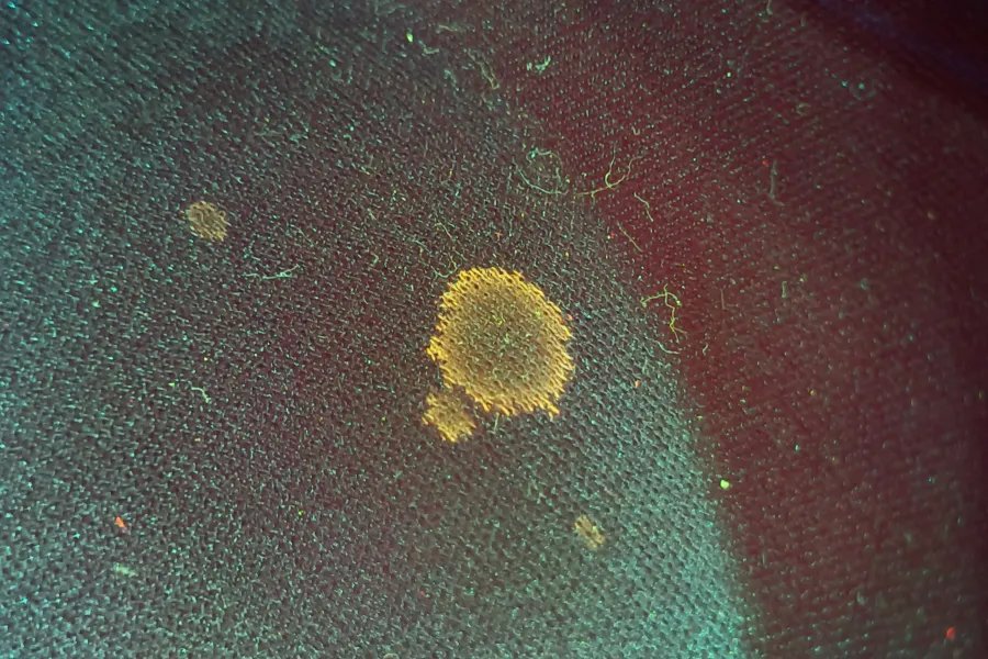 Semen stain visualized on red-colored underwear using a selected SAFE Pro 3 illumination and filter combination.