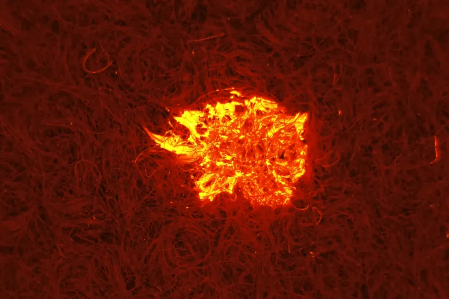 Semen stain clearly visualized on dark-colored carpet using a selected SAFE Pro 3 illumination and filter combination.
